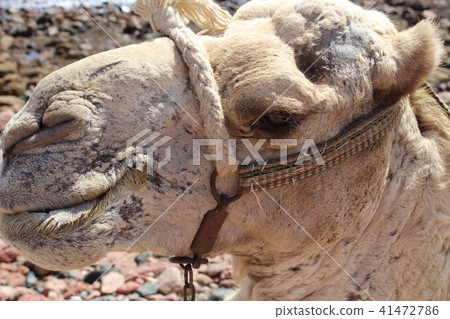 Camels came to the watering place. 41472786