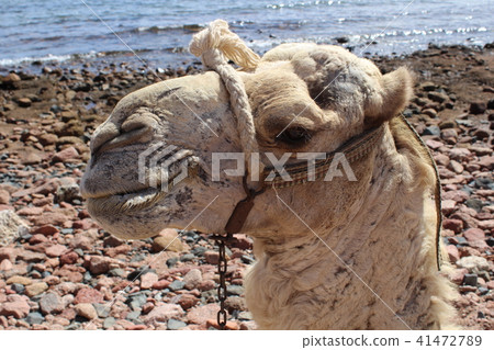 Camels came to the watering place. 41472789