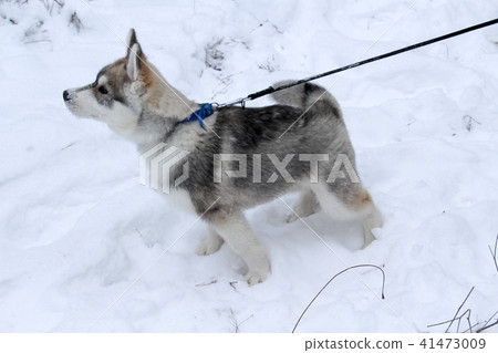 Husky's dog is played 41473009