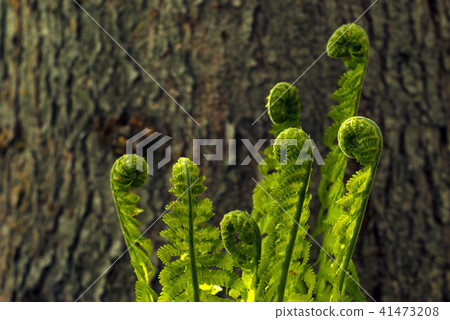 dance of young ferns dance of young ferns 41473208