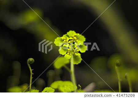 tiny vegetation in a cave 41473209