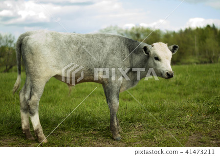 young steer in a meadow 41473211