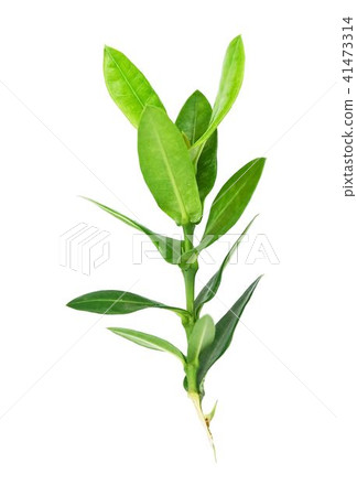 Fresh Ixora Leaves on White Background 41473314