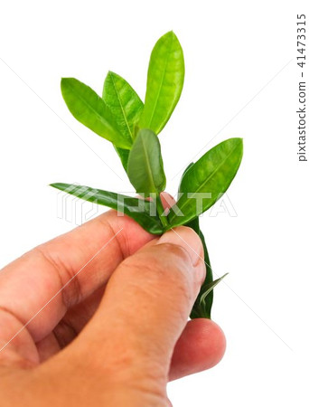 Fresh Ixora Leaves on White Background 41473315