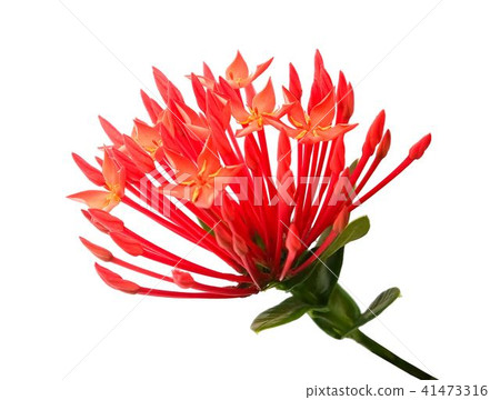 Fresh Red Ixora Flowers on White Background Fresh Red Ixora Flowers on White Background 41473316