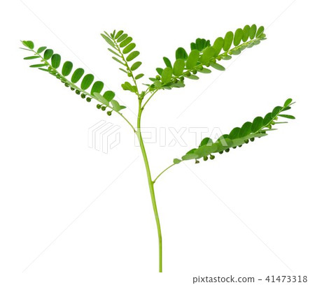 Phyllanthus Niruri Plant on A White Background 41473318