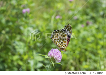 Murasakitetsukusa and Tsumagro noodles Female 41474084