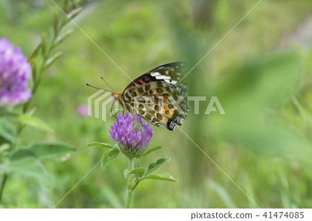 Murasakitetsukusa and Tsumagro noodles Female Murasakitetsukusa and Tsumagro noodles Female 41474085