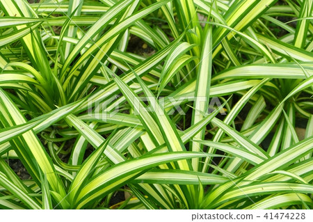 Decoration Chlorophytum Comosum Plants in The Gard 41474228