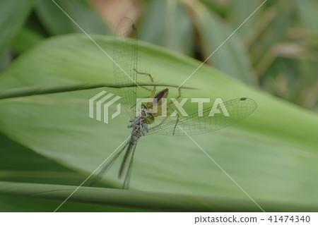 Sasabunmo的掠奪 41474340