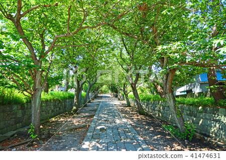 神奈川縣藤澤市Nishitomi Jyosei總部幕府寺 41474631