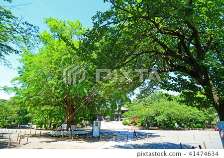 神奈川縣藤澤市Nishitomi Jyosei總部幕府寺 41474634