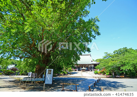 神奈川縣藤澤市Nishitomi Jyosei總部幕府寺 41474635