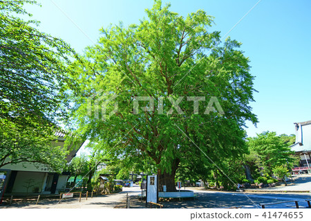 神奈川縣藤澤市Nishitomi Jyosei總部幕府寺 41474655