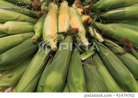 玉米 41474702