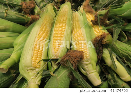 Corn 41474703