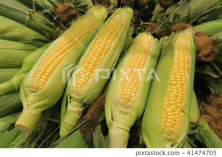 Corn 41474705