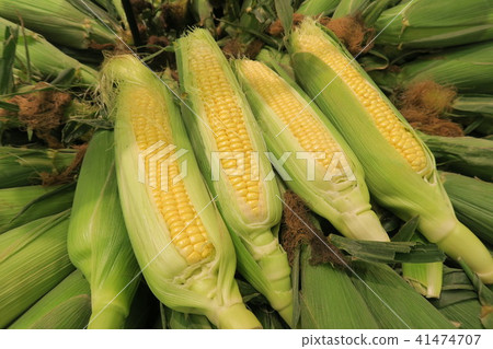 Corn 41474707