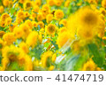 sunflower	 41474719