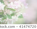 hydrangea   41474720