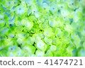  hydrangea 41474721