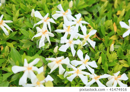 梨樹的花 梨樹的花 41474916