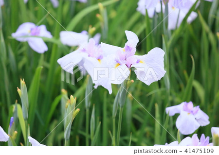 Hanabishi flower 41475109