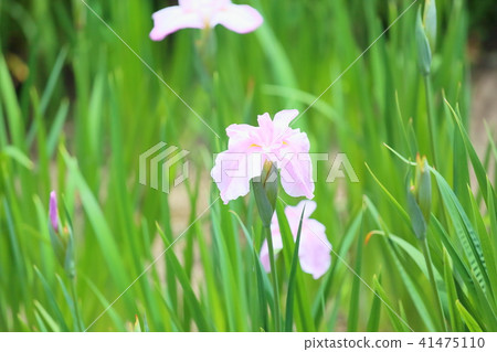 Hanabishi flower 41475110