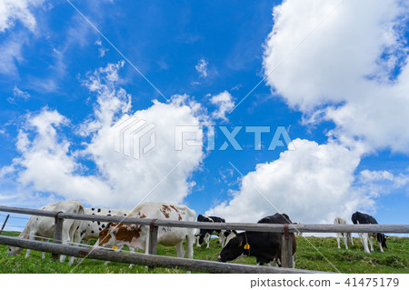 Cow in grazing Mihigahara highland 41475179
