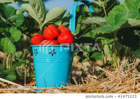 Blue bucket full of fresh pick juicy strawberries. Strawberry field on sunny day. Green leaves in 41475223