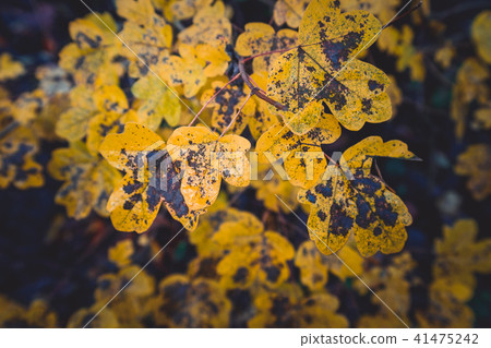 Autumn yellow leafs close up with dark background 41475242