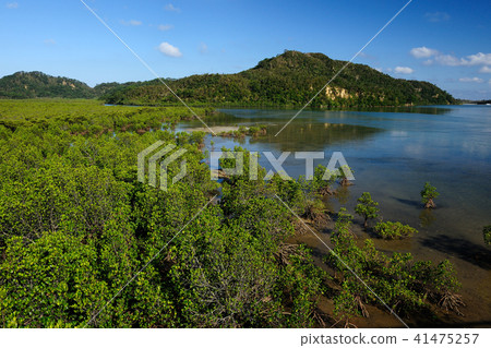 沖繩縣八重山郡西里島Urauchi河 41475257