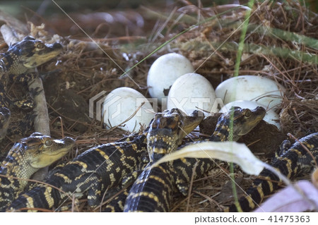Newborn alligator near the egg laying in the nest. 41475363