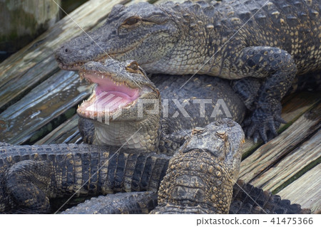Alligator with mouth open. Alligator with mouth open. 41475366