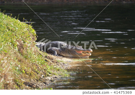 Alligator laying near a pond with its mouth open. Alligator laying near a pond with its mouth open. 41475369