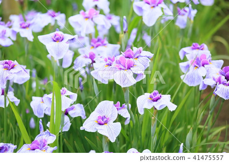 Hanabishi flower 41475557