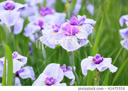 Hanabishi flower 41475558