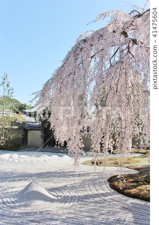 高台寺 高台寺 41475604