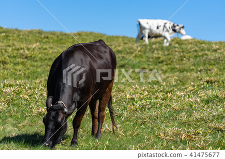 在吃草Mihigahara高地的母牛 41475677
