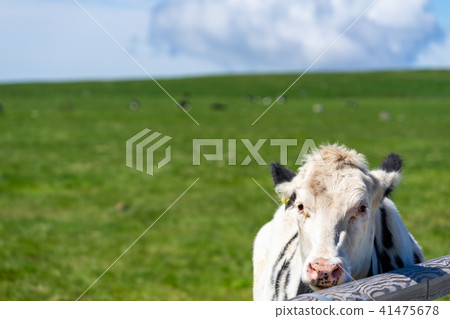 在吃草Mihigahara高地的母牛 41475678