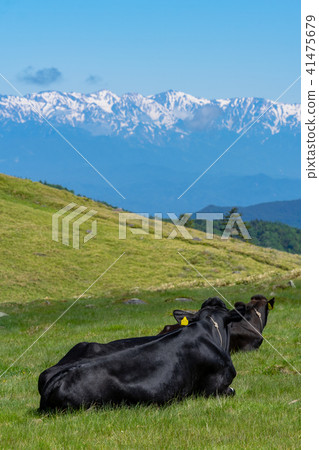Mine in the Mihagahara Highland Grazing cattle and the Northern Alps 41475679