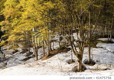 融雪的山毛櫸森林 融雪的山毛櫸森林 41475756