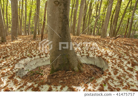 融雪的山毛櫸森林 41475757