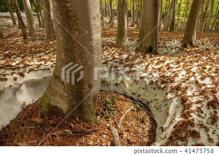 Snow melting beech forest Snow melting beech forest 41475758