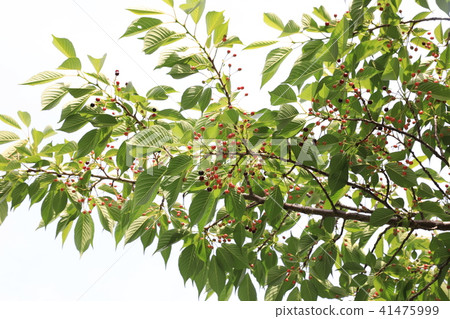 Yoshino cherry tree Yoshino cherry tree 41475999