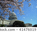 Washington Capitol the rain of cherry blossoms 41476019