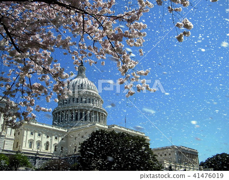 Washington Capitol the rain of cherry blossoms Washington Capitol the rain of cherry blossoms 41476019
