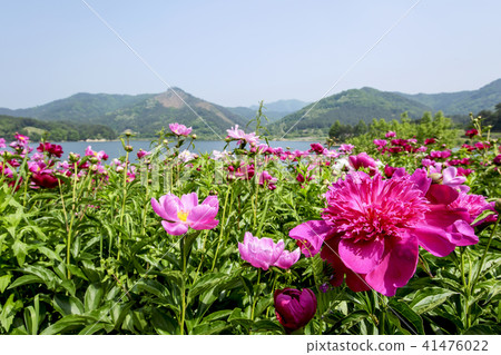 Daechung Ho Ban Daechung Ho Ban 41476022