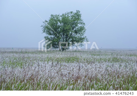 Gyeonggi-do, Korea, Hwaseong-si, Songsan-myeon, Ecological Park, Yeonggi, Trees, One Tree 41476243