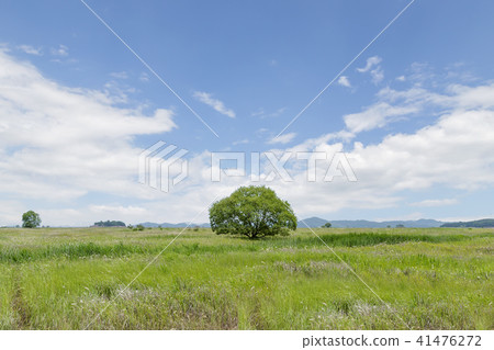Gyeonggi-do, Korea, Hwaseong-si, Songsan-myeon, Ecological Park, Yeonggi, Trees, One Tree 41476272